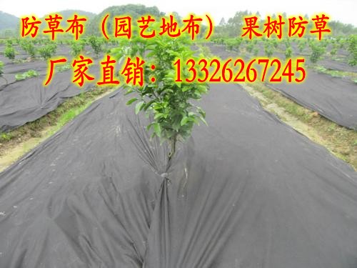 安徽PP防草布实时报价揭秘，前沿科技革新引领新生活篇章（12月22日）