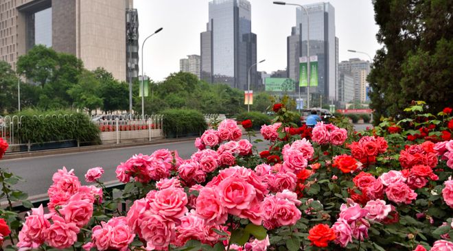 揭秘重庆市花，探寻城市魅力之象征