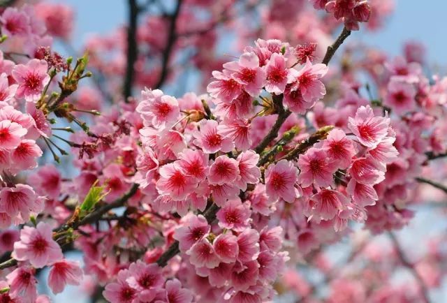 辽宁樱花盛宴，春季赏花攻略