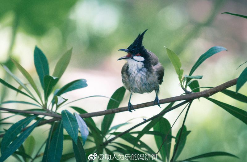 动物饲养杂志权威排名TOP10，引领行业发展潮流的权威媒体盘点