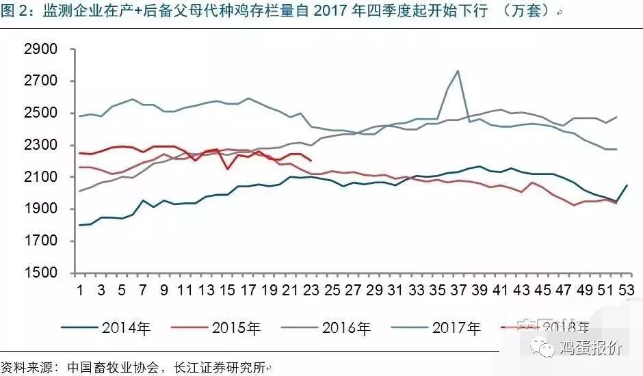 最新鸡苗市场行情走势分析，价格动态揭秘