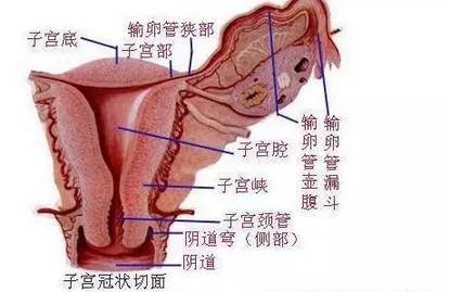 子宫萎缩恶露不断，产后子宫收缩恶露会变多吗 