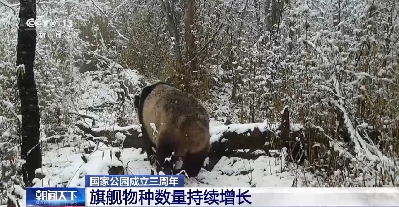 貂皮价格动态更新，探索自然美景之旅，启程温暖变迁与内心宁静之旅