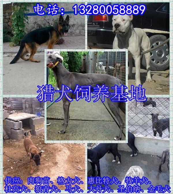 2024香港特马今晚开奖号码_保定最新格力犬贴吧,经典说明解析_里程碑8.55.21