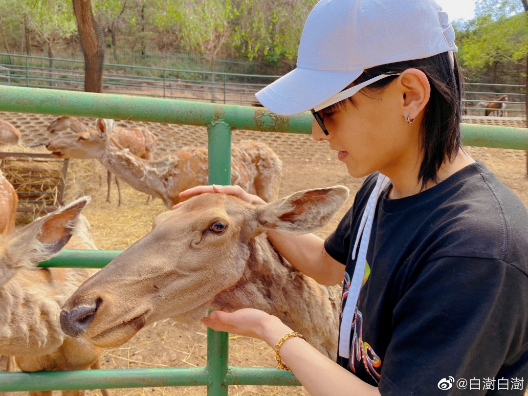 探寻音乐之旅的新篇章，白澍最新动态揭秘！