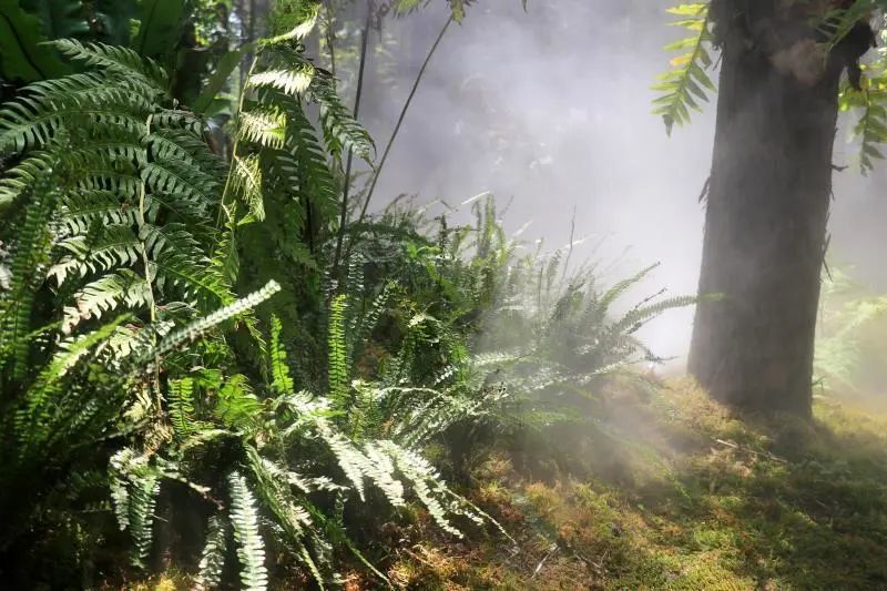 探寻山竹新秘境，揭秘山竹最新动向与小巷深处的独特风味（最新更新日期，11月5日）