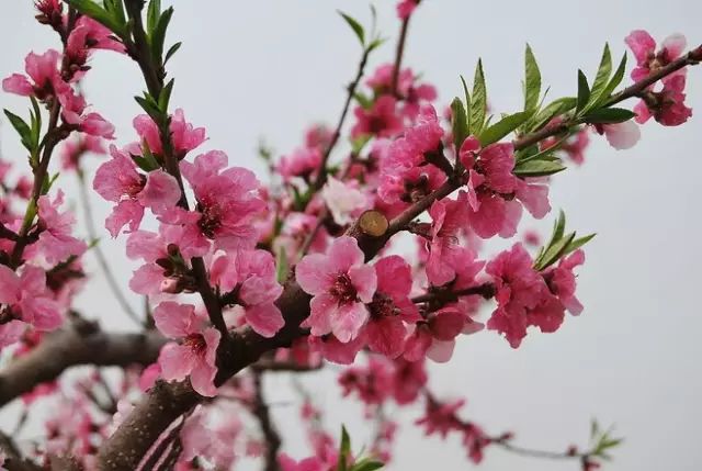 桃花论坛热议背后的友情之旅，温馨日常与桃花盛开的友情之旅