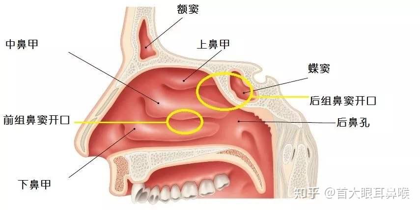 鼻窦不断产生的一氧化氮，鼻一氧化氮正常值 