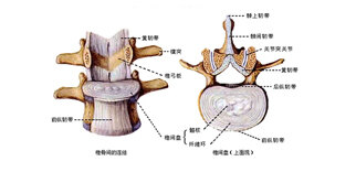 腰椎管狭窄，症状与治疗方法一网打尽！