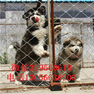 济源跨犬种比赛，犬种魅力与竞技精神的完美融合